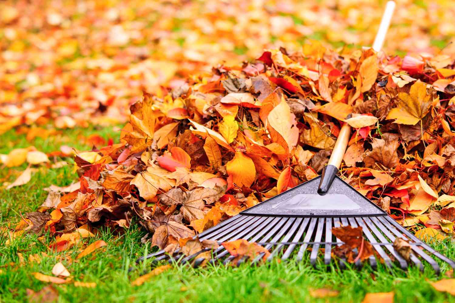 Fall Cleanup: Small Steps, Less Clutter